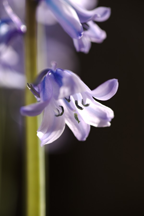 Bluebell Flower Glowing by Joy Watson